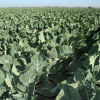 Guidance sought by growers after ban on herbicide