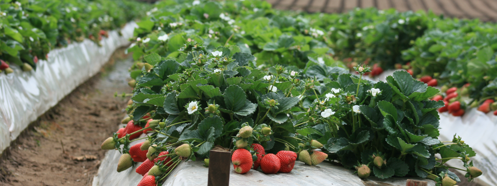 New tools take aim at controlling strawberry pests