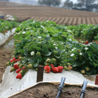 New tools take aim at controlling strawberry pests
