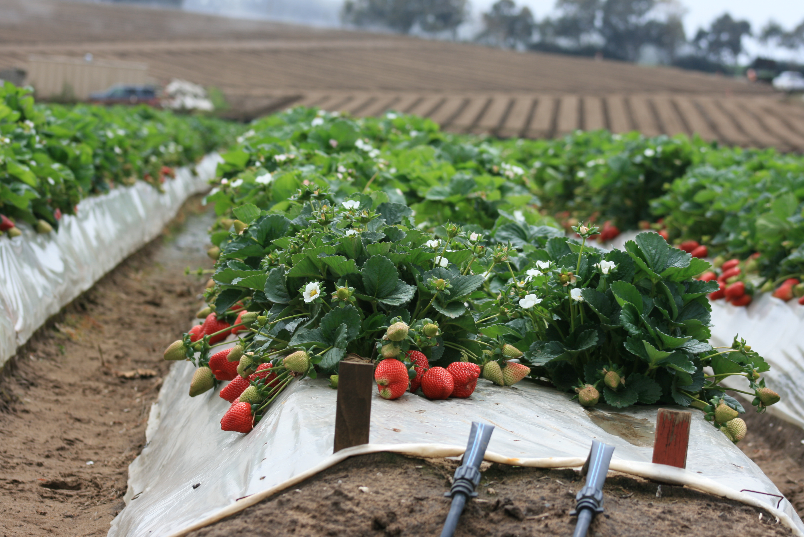 New tools take aim at controlling strawberry pests