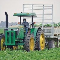 Field trial tests new means for growing watermelons