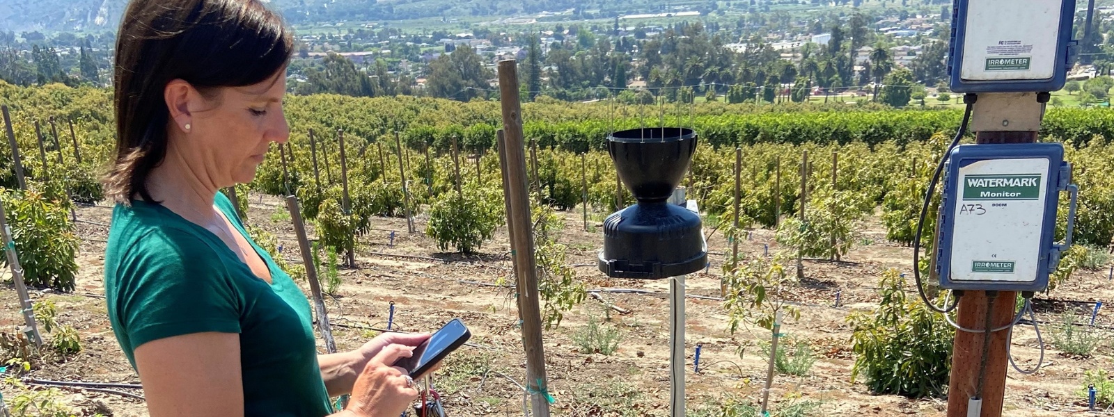 Sensors guide growers on water decisions