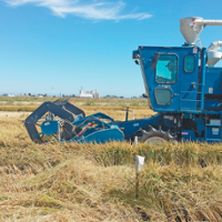 Study tests a new rice planting system for California