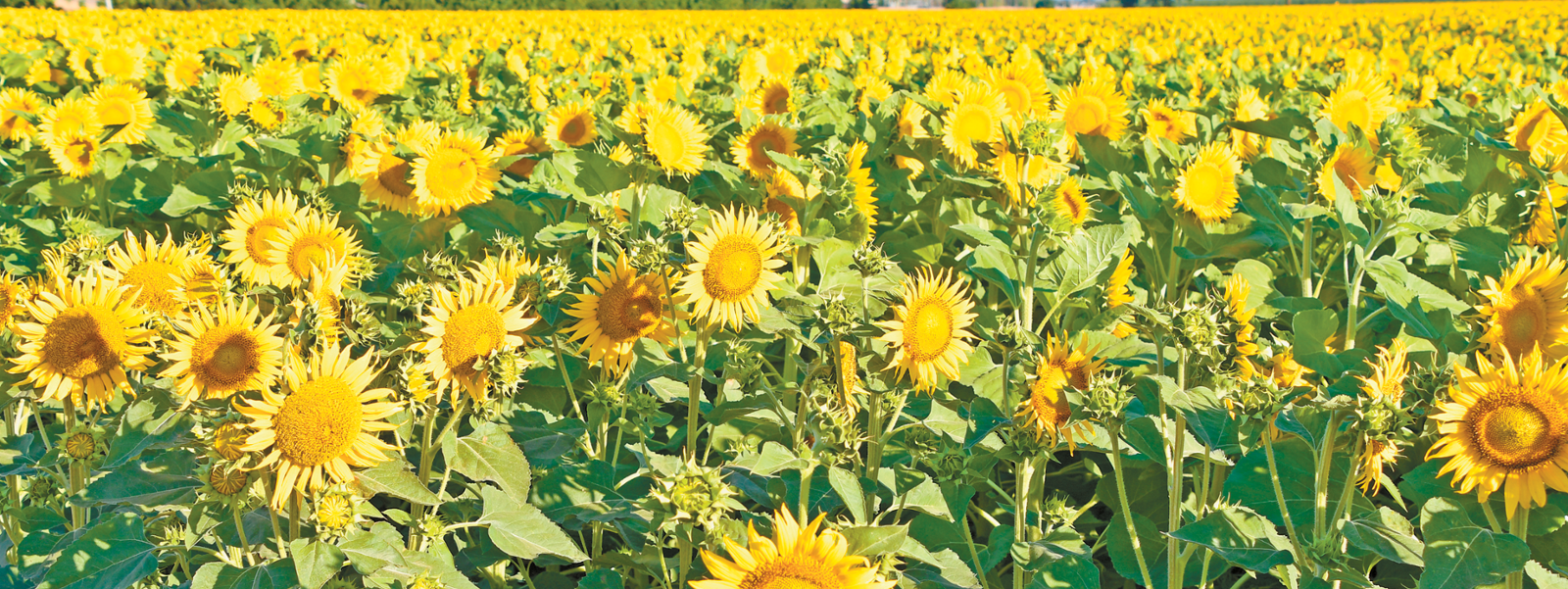 Sunflower seed firms leave state, impacting growers