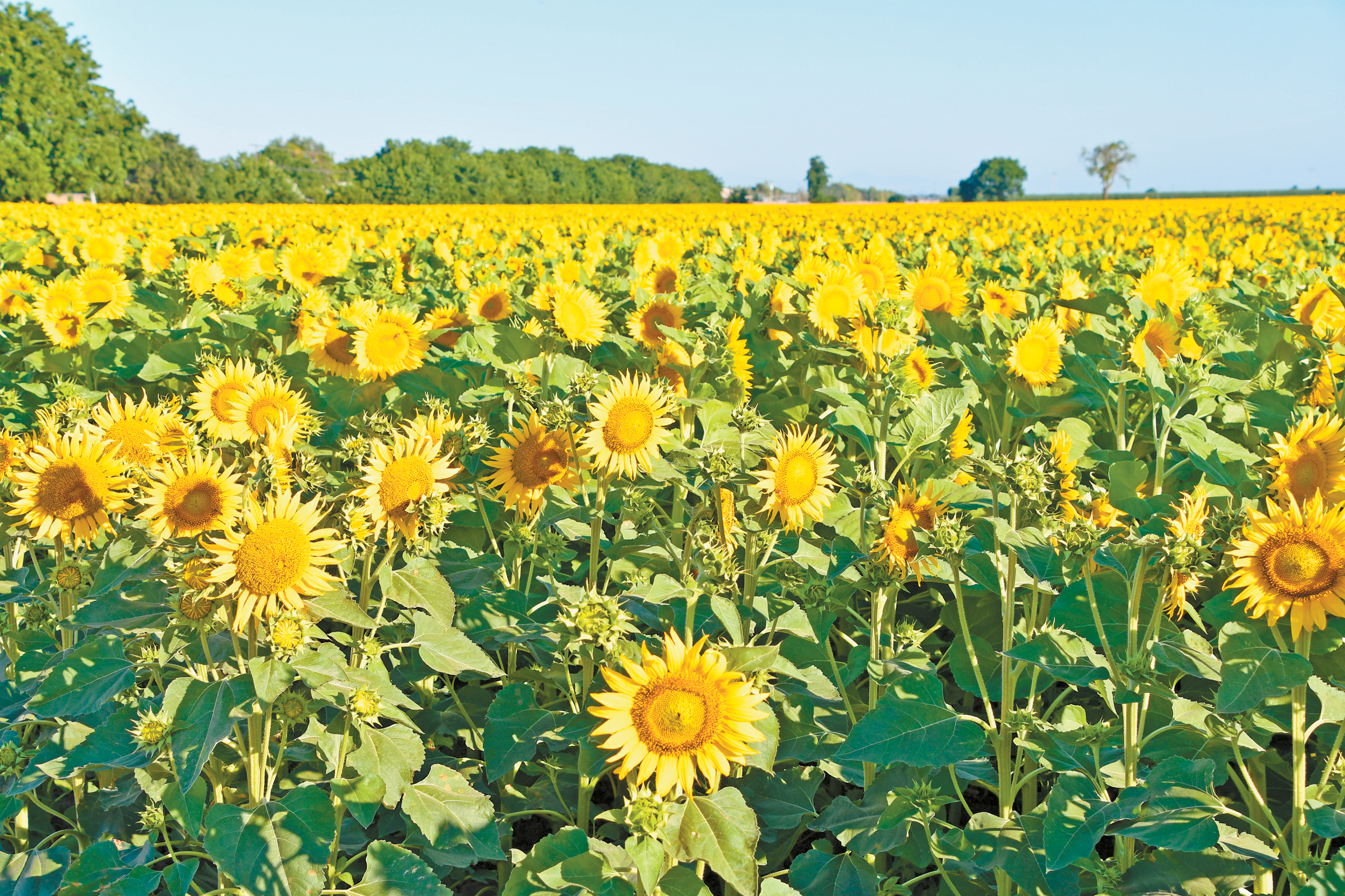 Sunflower seed firms leave state, impacting growers