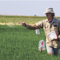 New early-maturing rice variety shows robust yields
