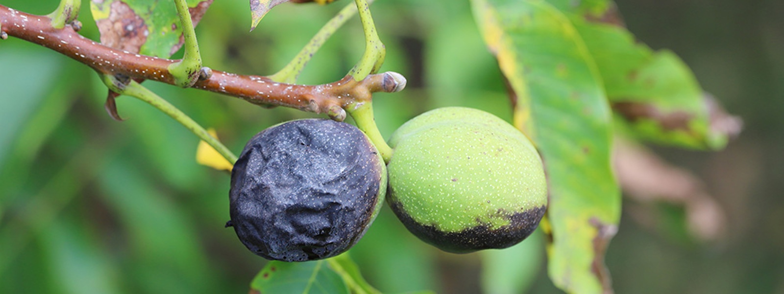 How should walnut husk fly be managed this season?
