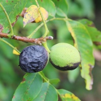 How should walnut husk fly be managed this season?