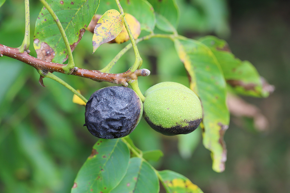 How should walnut husk fly be managed this season?