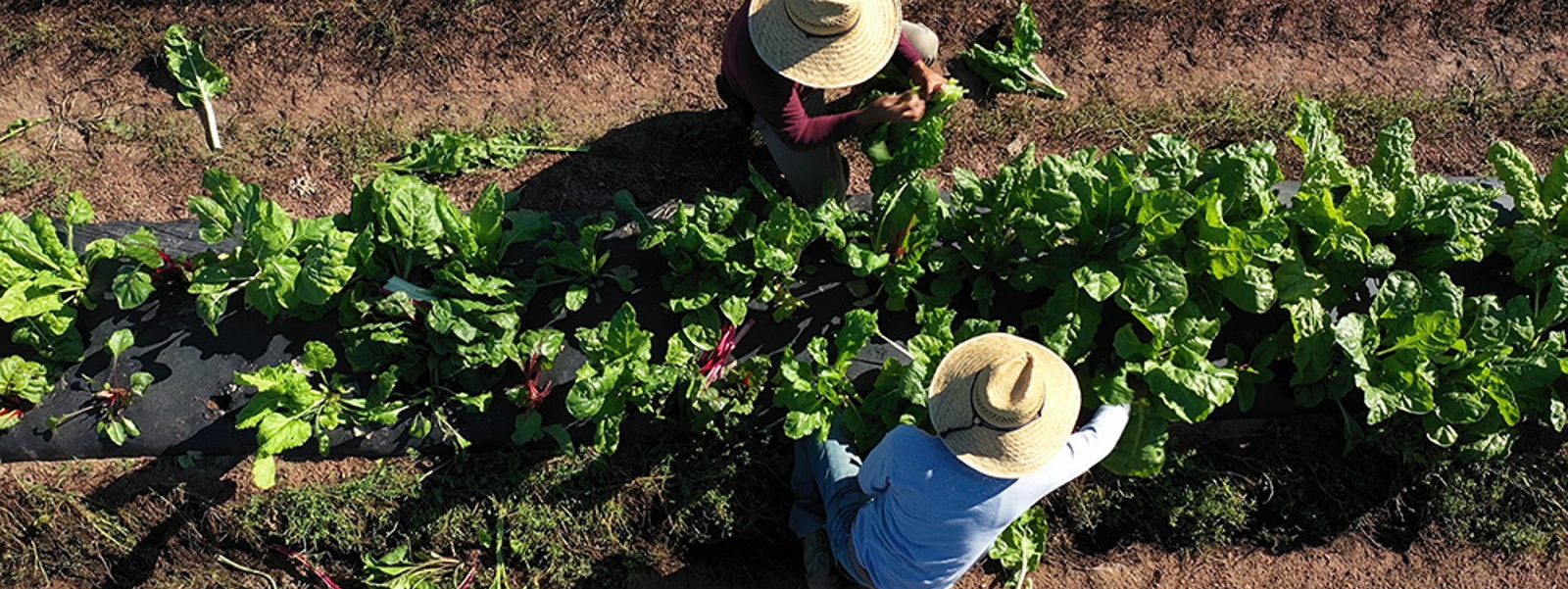 Farm Bureau advocacy update: Labor, water, forests and tax relief