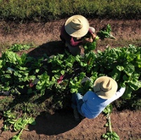 Farm Bureau advocacy update: Labor, water, forests and tax relief