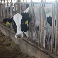 Dairies struggle as milk prices fall and costs climb
