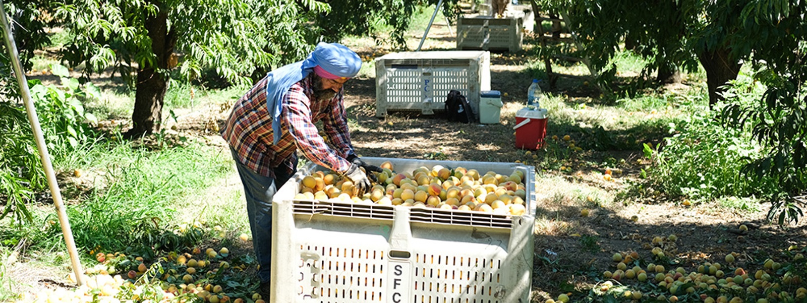 'Rough' peach crop caps a bitter season