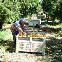 'Rough' peach crop caps a bitter season