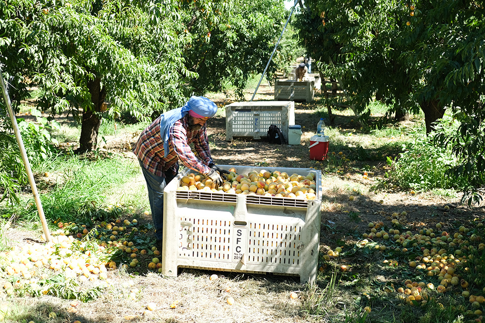 'Rough' peach crop caps a bitter season