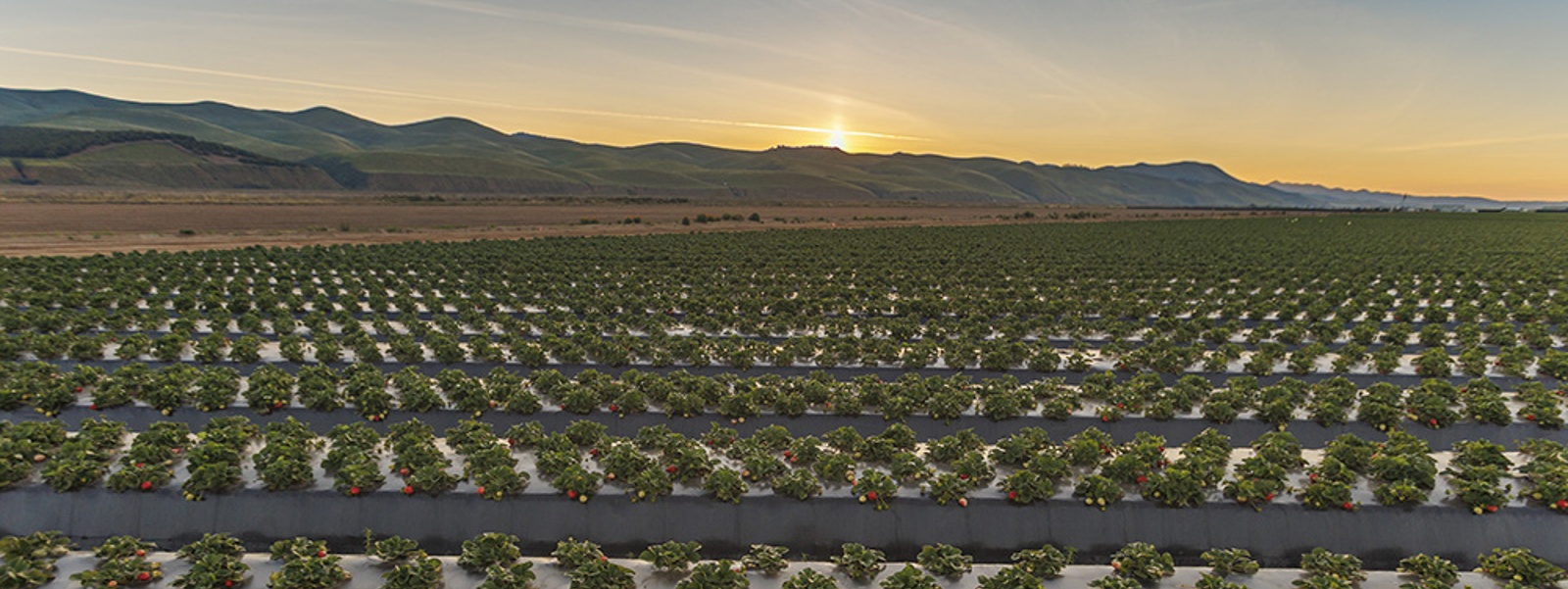 Hot temps, new varieties boost strawberry volumes&nbsp;