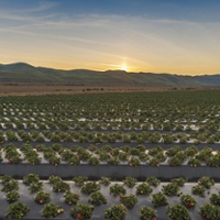 Hot temps, new varieties boost strawberry volumes 