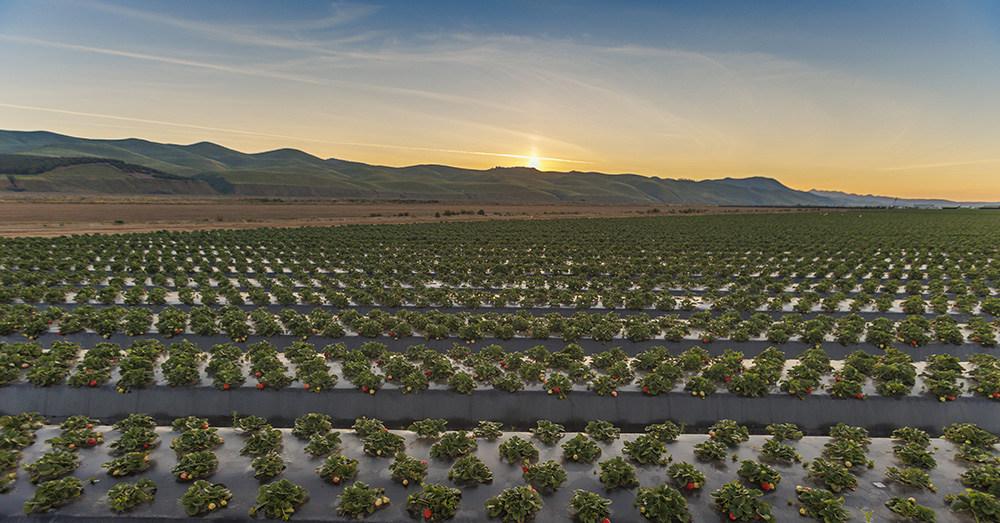 Hot temps, new varieties boost strawberry volumes 