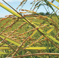 New weed culprits emerge, challenging rice farmers