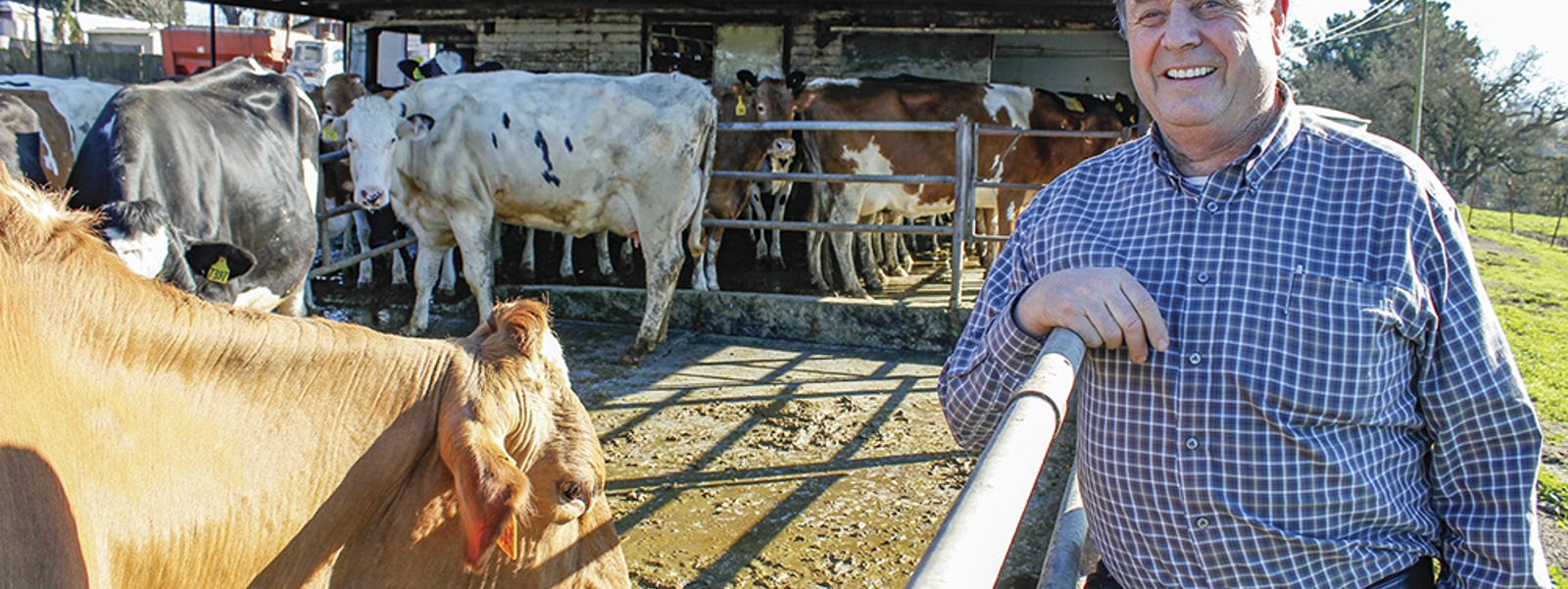 From the Fields: Domenic Carinalli, Sonoma County organic dairy farmer and conventional winegrape grower