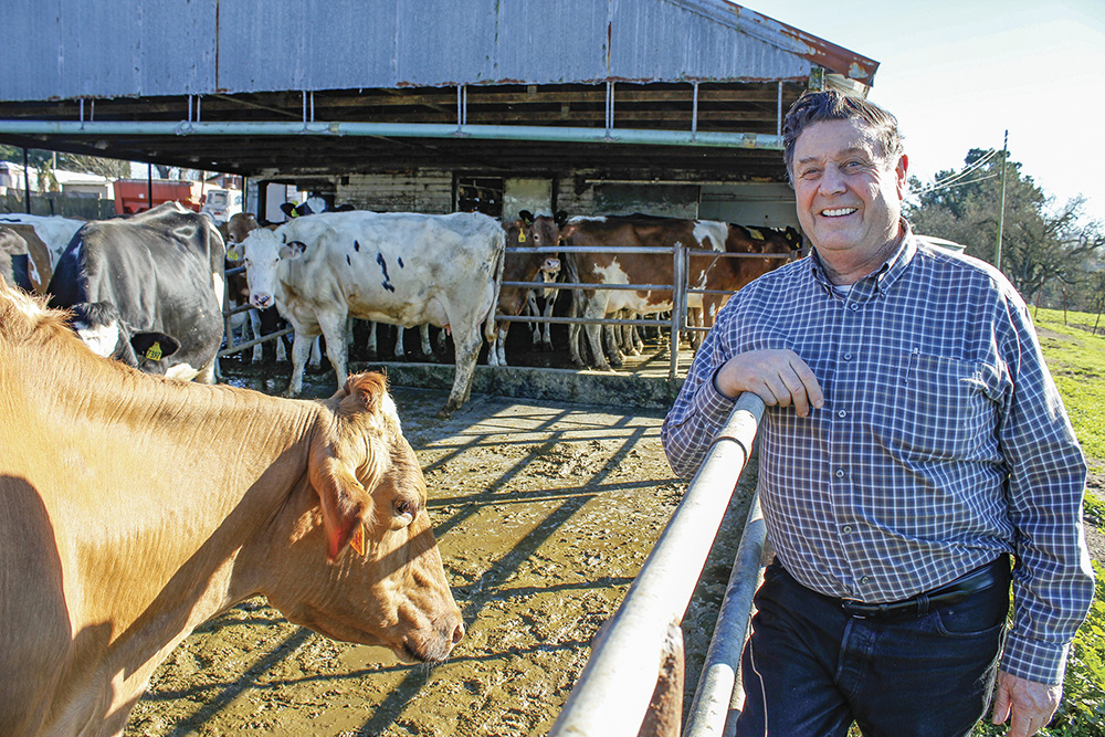 From the Fields: Domenic Carinalli, Sonoma County organic dairy farmer and conventional winegrape grower