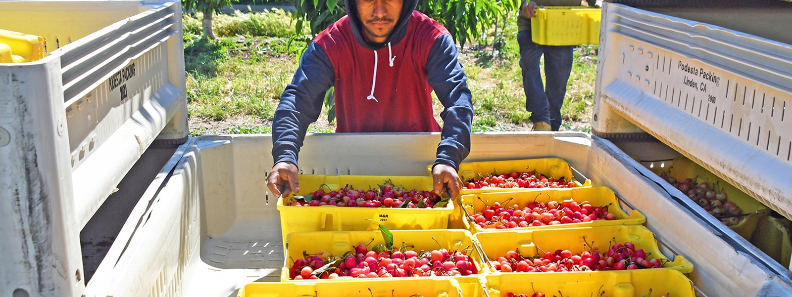 Weather blamed for shorter cherry crop