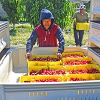 Weather blamed for shorter cherry crop