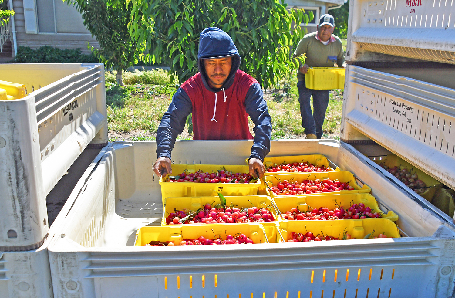 Weather blamed for shorter cherry crop