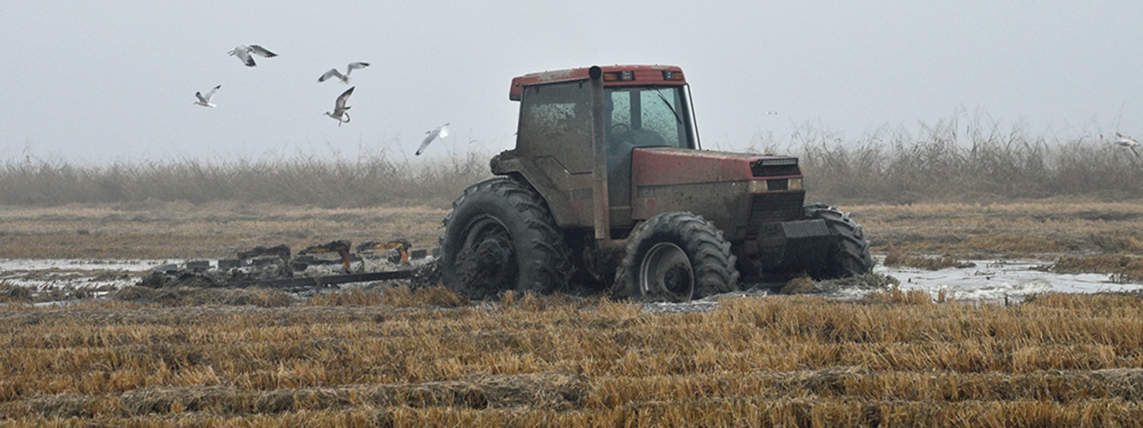 Fall rains, later harvests reduced rice quality, yields