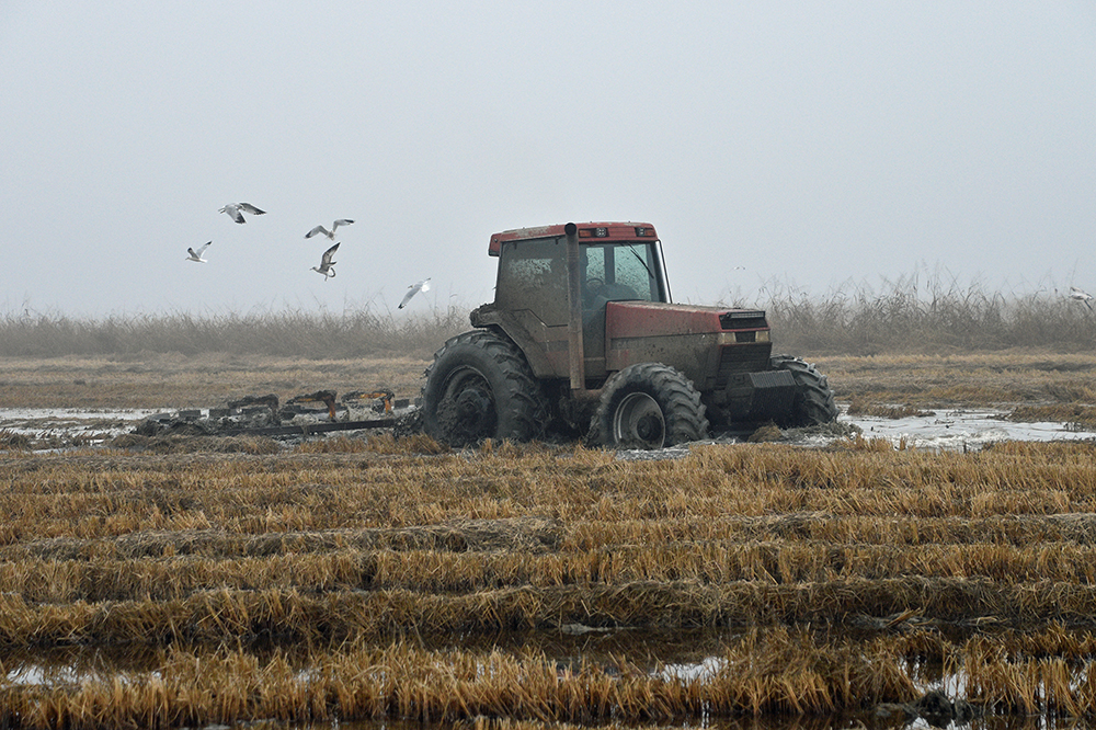 Fall rains, later harvests reduced rice quality, yields