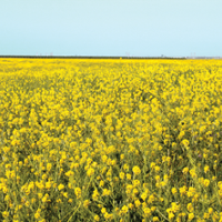 Weeds more difficult to control in small grain crops
