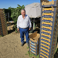 Heat wave messes with table grape harvest, volumes