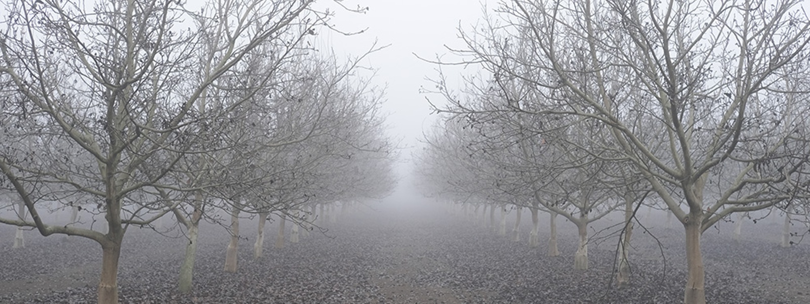 'Unrelenting' fog aids Central Valley fruits and nuts