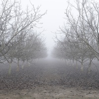 'Unrelenting' fog aids Central Valley fruits and nuts