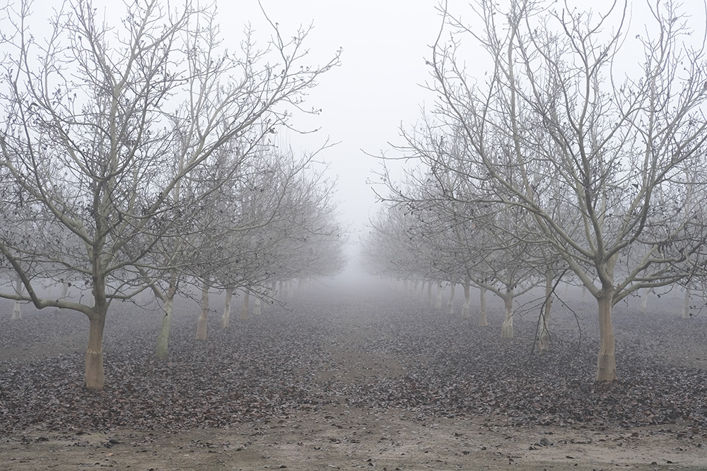 'Unrelenting' fog aids Central Valley fruits and nuts