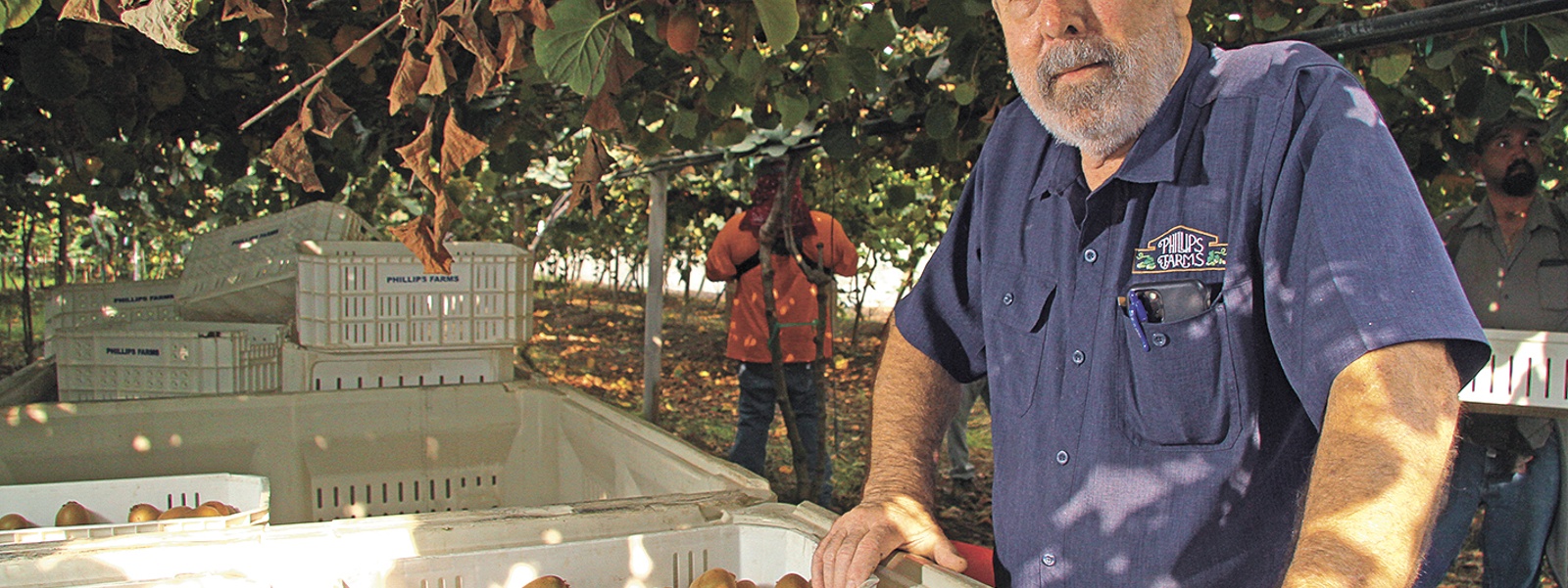 From the Fields: Doug Phillips, Tulare County tree fruit grower, packer and shipper