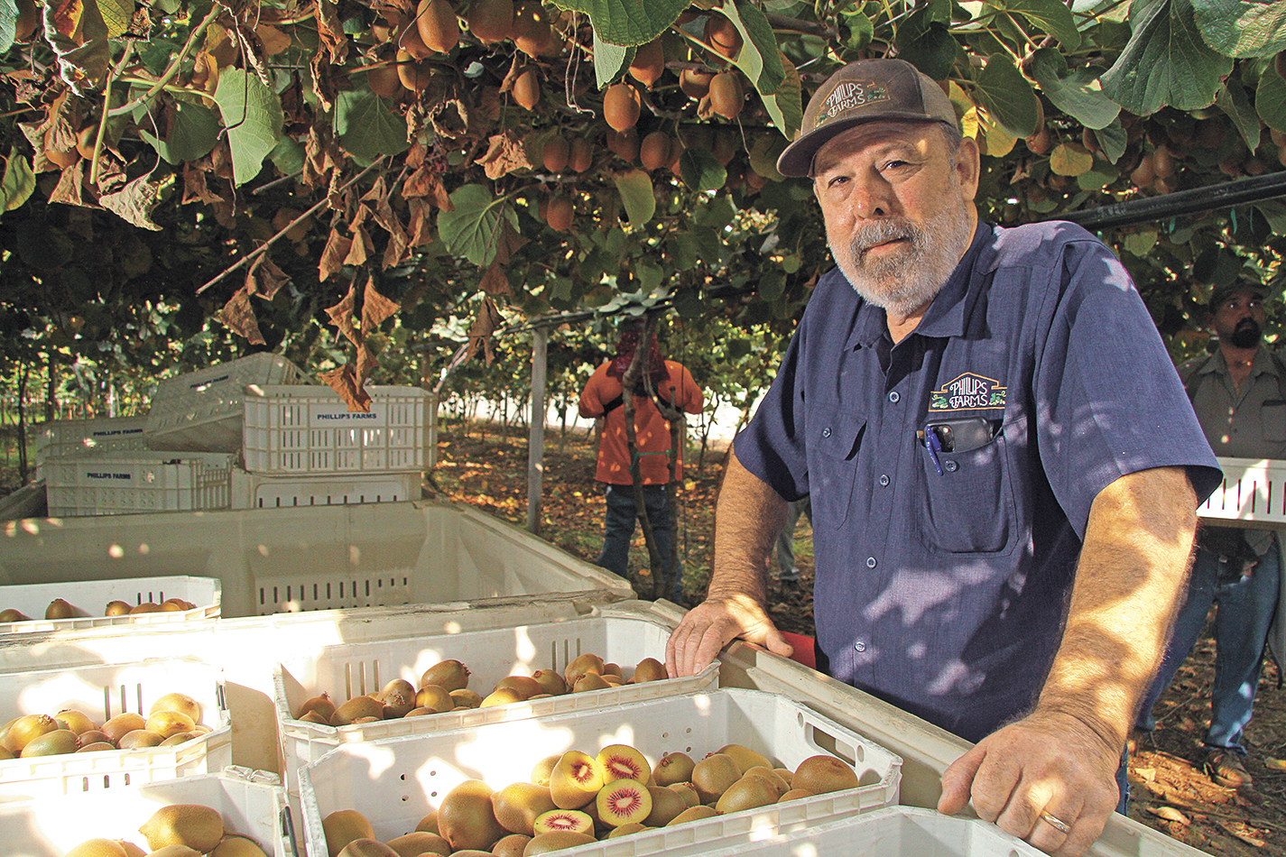 From the Fields: Doug Phillips, Tulare County tree fruit grower, packer and shipper