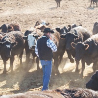 Analysis: Cattle prices rise but ranchers face challenges