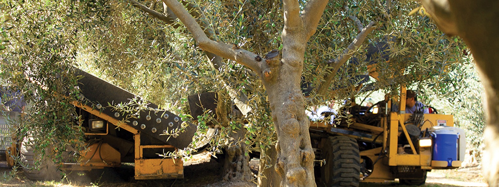 Mechanical harvest research bolsters table olive prospects