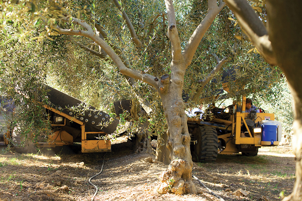 Mechanical harvest research bolsters table olive prospects