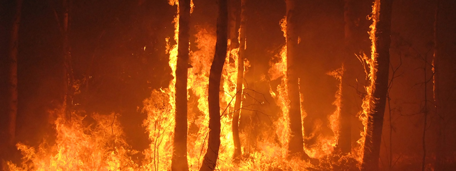 Advocacy in Action: California Farm Bureau tackles labor, immigration and forest management