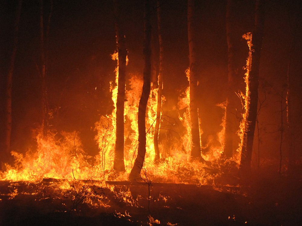 Advocacy in Action: California Farm Bureau tackles labor, immigration and forest management