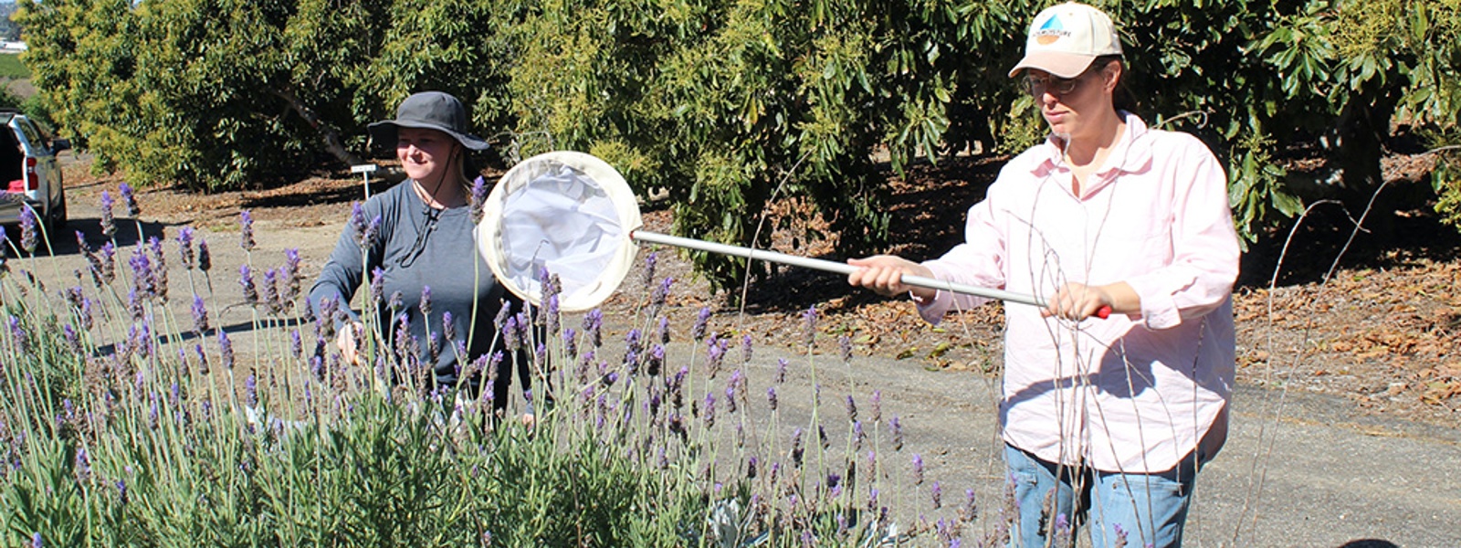 Research looks to optimize pollination in avocados