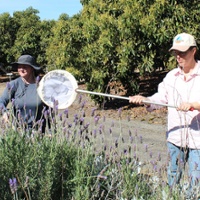 Research looks to optimize pollination in avocados
