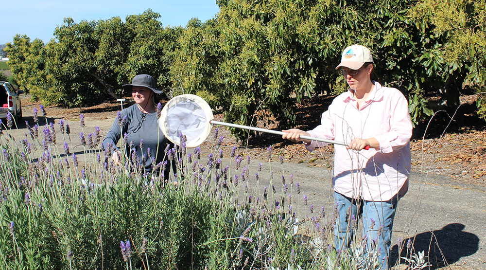 Research looks to optimize pollination in avocados