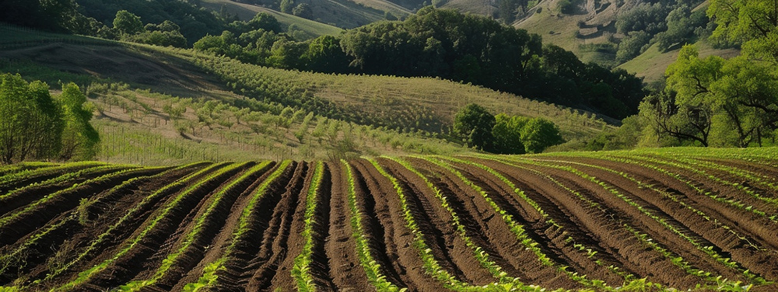 How you can make the switch to regenerative farming