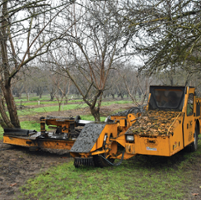 Winter sanitation still key to controlling beetle pests