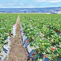 Strawberry growers hail disease-resistant varieties