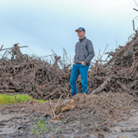 Growers scrap vineyards as market dims