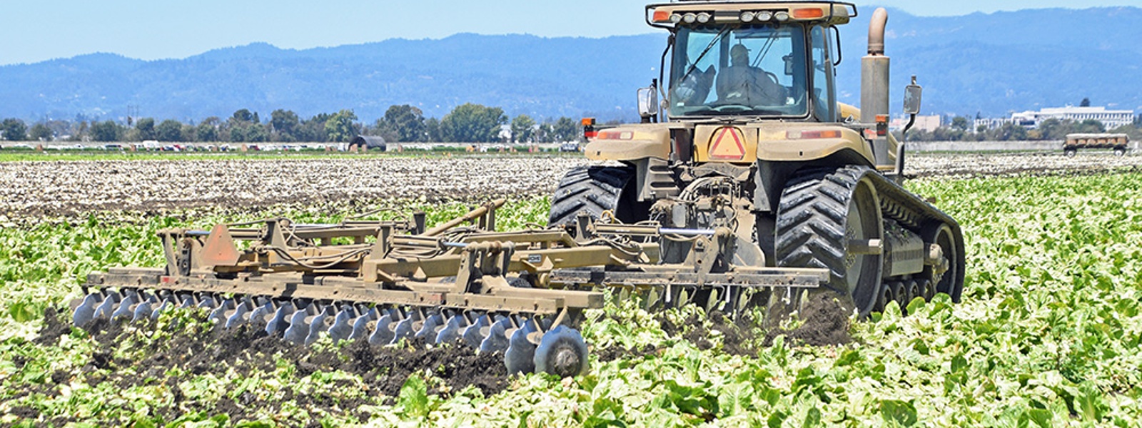 Cyclospora fallout hits California farmers